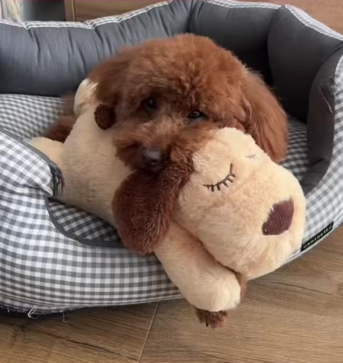 Peluche Calmante per Cani con Battito Cardiaco + Guida Digitale in Omaggio